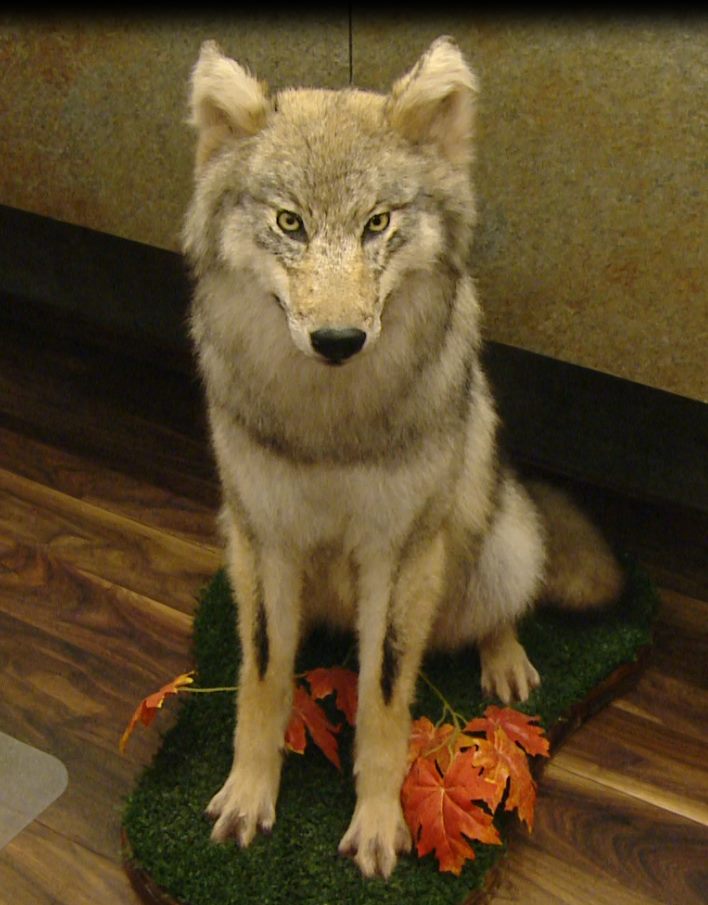 "Мои близкие друзья добыли его и сделали мне подарок"